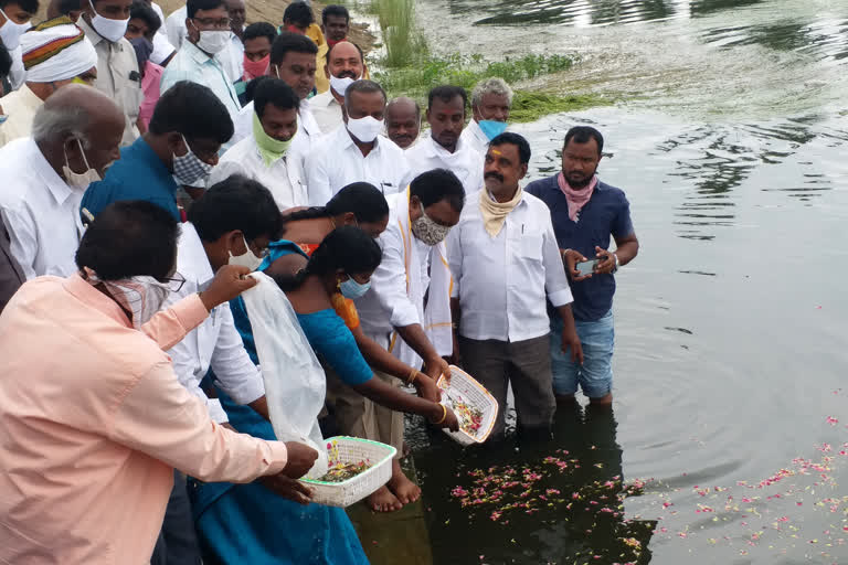 mla-aruri-ramesh-released-fish-at-pedda-cheruvu-in-hasanparthi