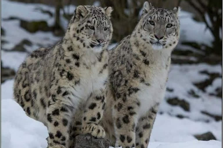 Rare snow leopards spotted in Uttarkashi's Gangotri National Park  Uttarkashi's Gangotri National Park  Rare snow leopards spotted  ഇന്ത്യയിലെ ആദ്യത്തെ ഹിമപ്പുലിയെ കണ്ടെത്തി  ഹിമപ്പുലി  ഹിമപ്പുലിയെ കണ്ടെത്തി  ഉത്തരാഖണ്ഡ്  ഉത്തരാഖണ്ഡ് ഗംഗോത്രി ദേശീയോദ്യാനം  ഡെറാഡൂൺ