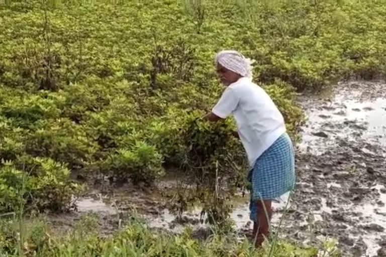 ಮಳೆಗೆ ಶೇಂಗಾ ಬೆಳೆ ನಾಶ