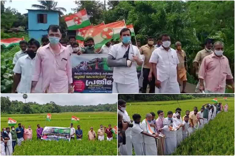 കാർഷിക ബില്ലിനെതിരെ പാലക്കാട് യൂത്ത് കോൺഗ്രസ് കമ്മിറ്റിയുടെ പ്രതിഷേധം  protests against the Agriculture Bill  Palakkad Youth Congress Committee  palakkad-youth-congress  മങ്കര  പാലക്കാട് യൂത്ത് കോൺഗ്രസ് കമ്മിറ്റിയുടെ പ്രതിഷേധം