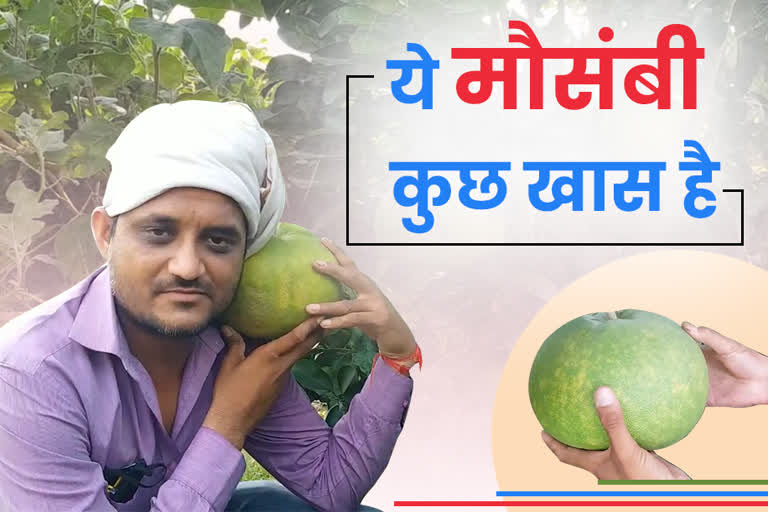 15 kg Mausambi fruit grown in Chhatarpur