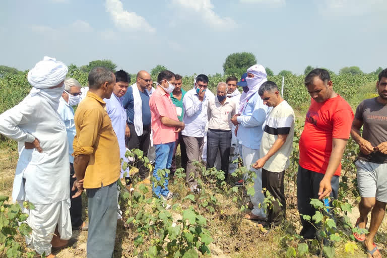 Naib Tehsildar visits Hum Bhani Chandrapal Village and meet Cotton farmer