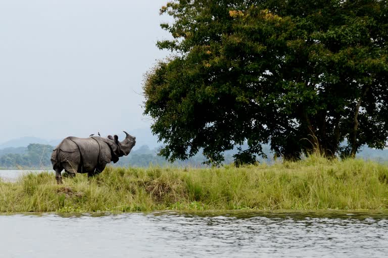 World Rhino Day 2020