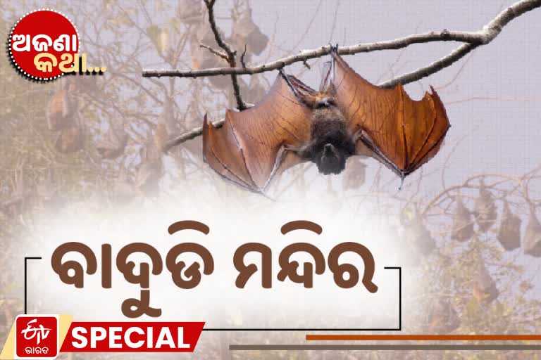 bat temple, unknown fact, village in bihar, bats being worshiped, bat as a sign of prosperity, ବାଦୁଡି ମନ୍ଦିର, ଅଜଣା କଥା, ବିହାରର ବାଦୁଡି ମନ୍ଦିର, ବାଦୁଡି ମନ୍ଦିରକୁ ନେଇ ଅଜଣା କଥା