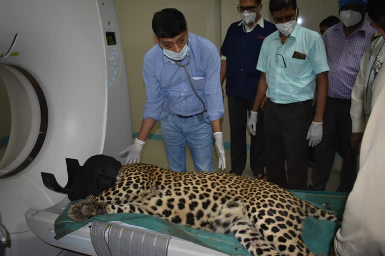 Leopard with doctors