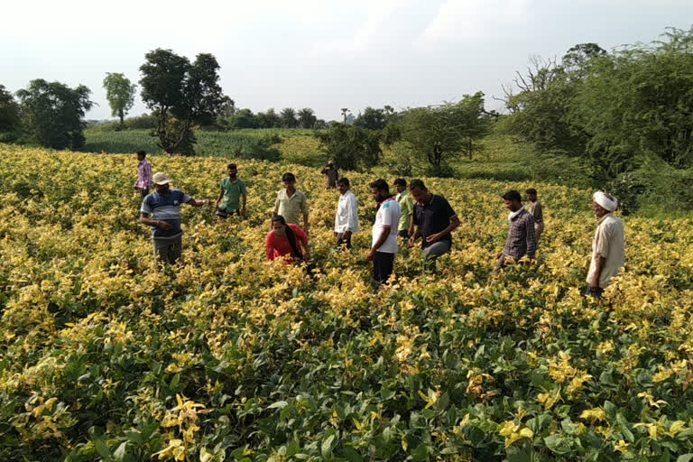 countrywide famous urad yield of the region was affected by yellow mosaic