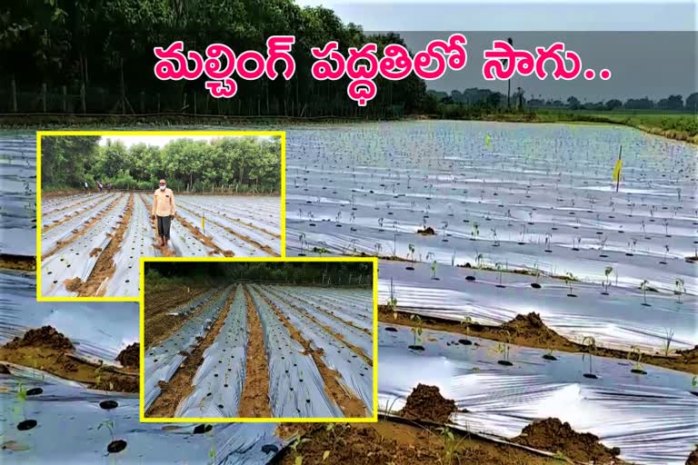 warangal farmers using mulching technique for profits