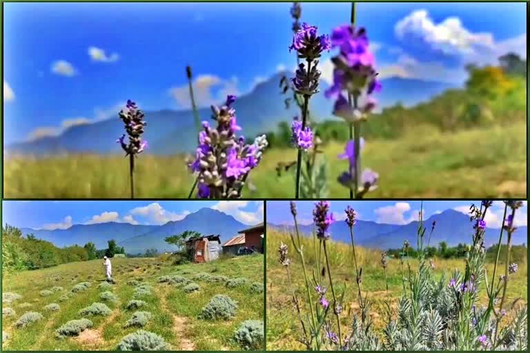 Demand for lavender flowers after saffron