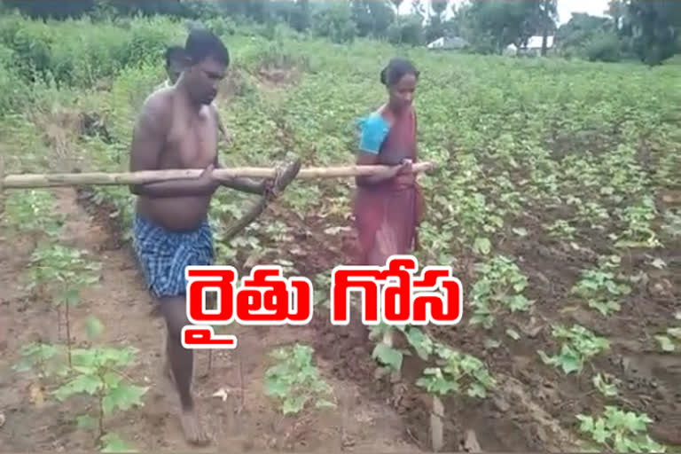 A farmer couple turned into oxen for his crop in mulugu district