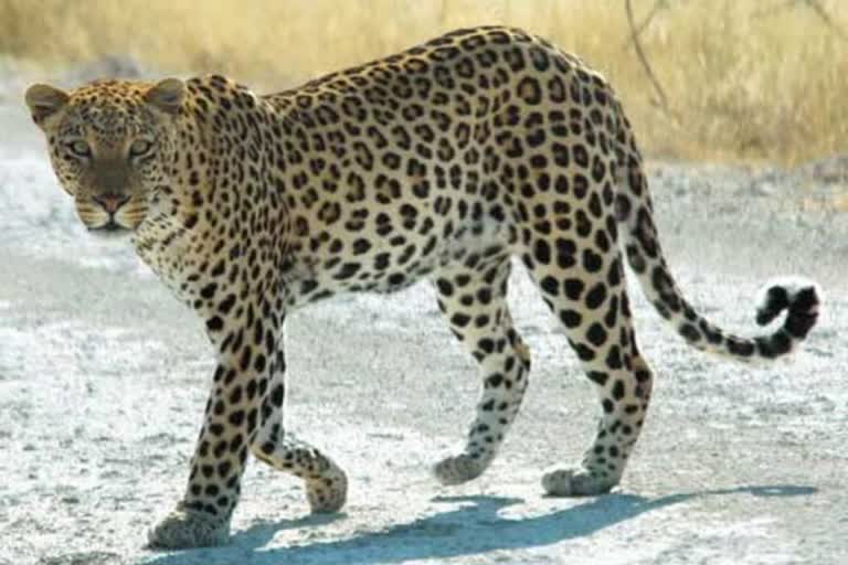 Leopard wandering at savel in nizamabad district