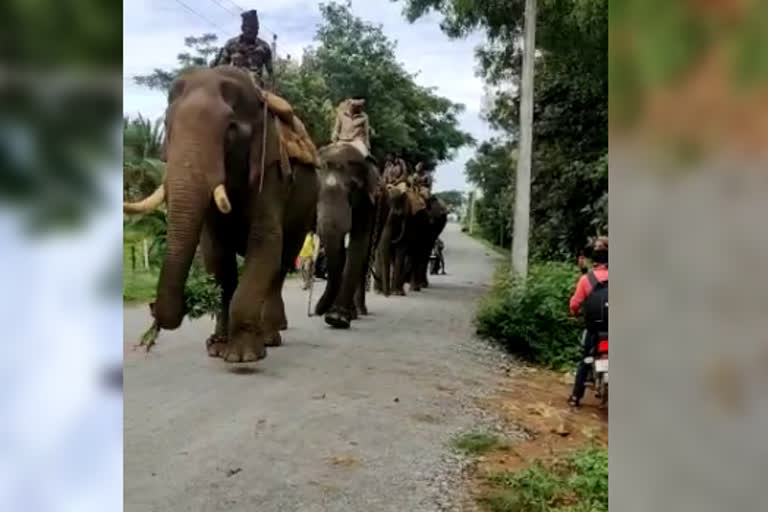 Reharsal for Dasara elephants