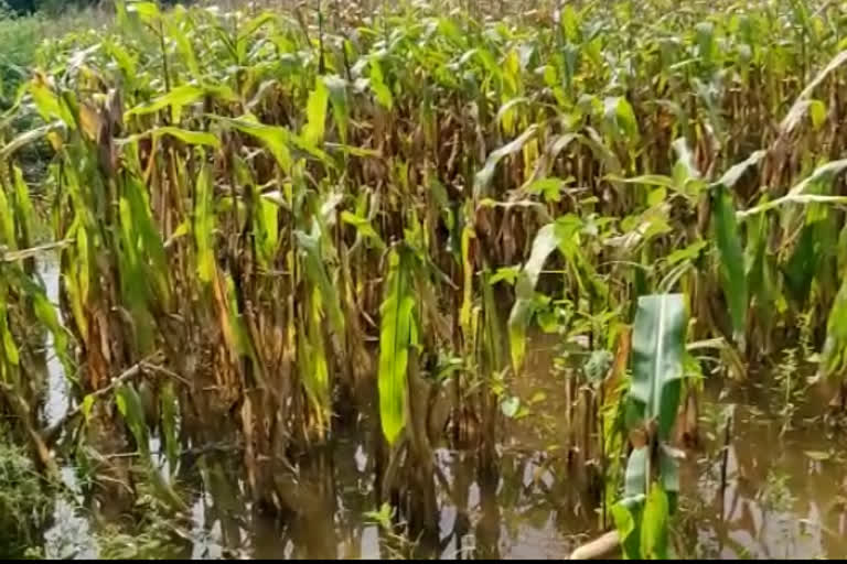 ಬೆಳೆಗಳು ಸಂಪೂರ್ಣ ನಾಶ