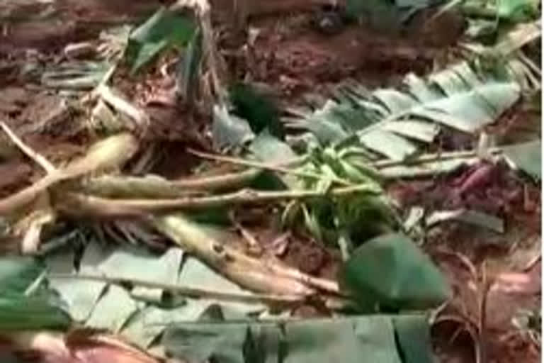 wild elephant squad that destroyed the banana-ginger crop