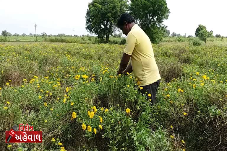 પાટણના આ ખેડૂતે ફૂલોની ખેતી વડે મેળવી બે લાખથી વધુની આવક, વાંચો કઇ રીતે?