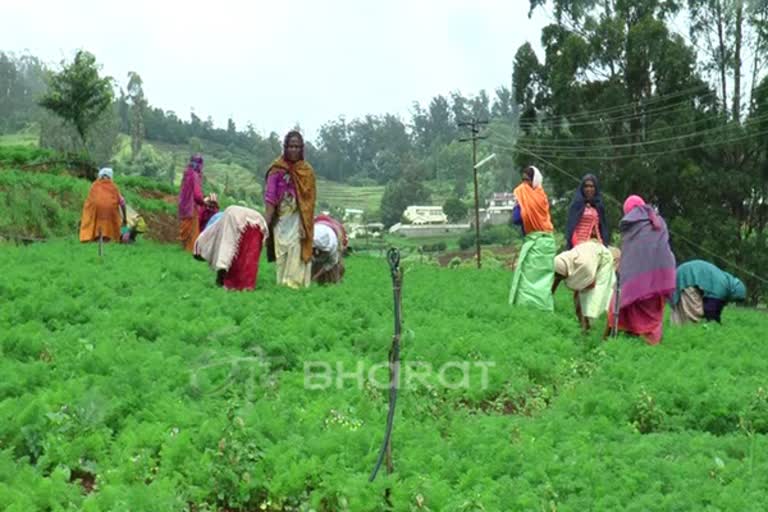 கேரட் விவசாயிகள் மகிழ்ச்சி