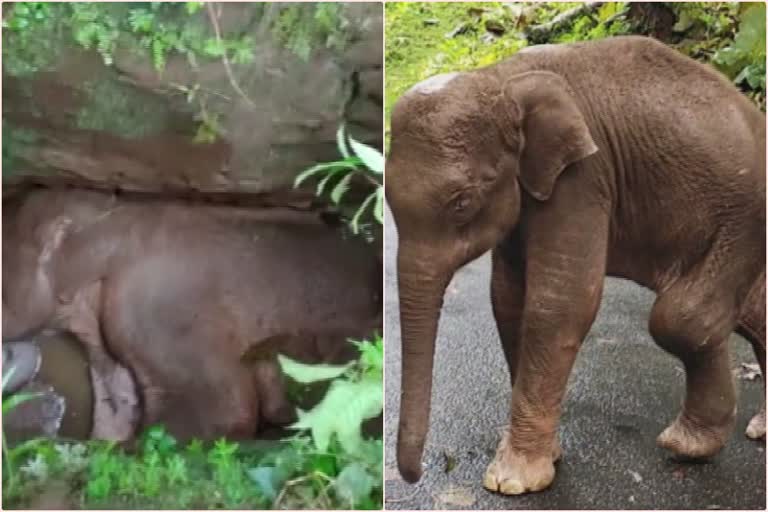 elephant was rescued after falling into garbage dump  മാലിന്യക്കുഴിയിൽ വീണ കുട്ടിയാനയെ രക്ഷപെടുത്തി  kerala elephant  elephant in gabage dump