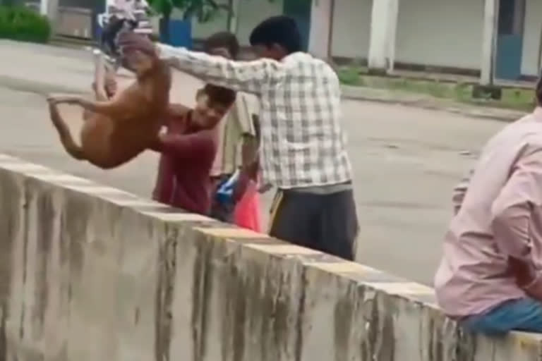 Throw a dog in the river in jabalpur