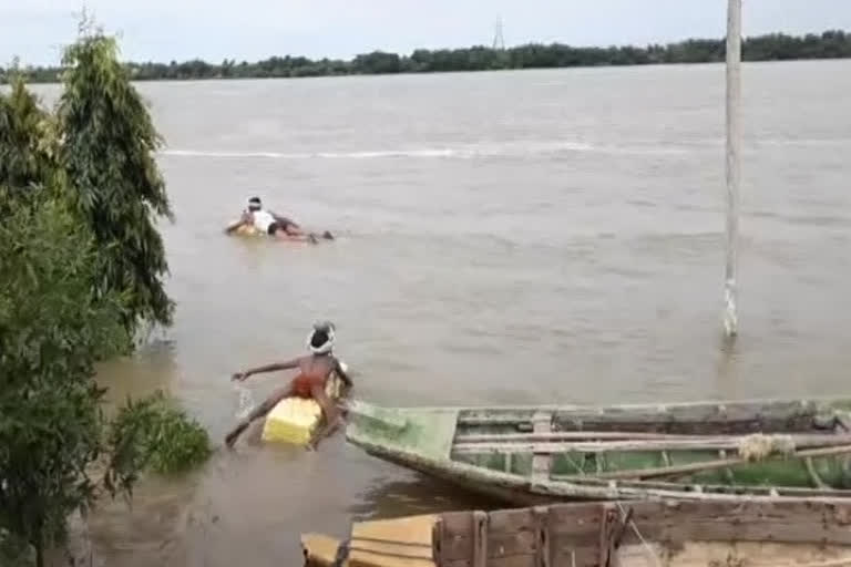 Cattle herders crossing the river dangerously for grazing in krihna district