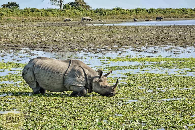 World Rhino day celebration in orang national park tezpur assam etv bharat news