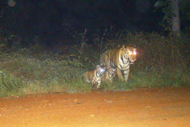 Tiger spotted with two young cubs in Panna Tiger Reserve