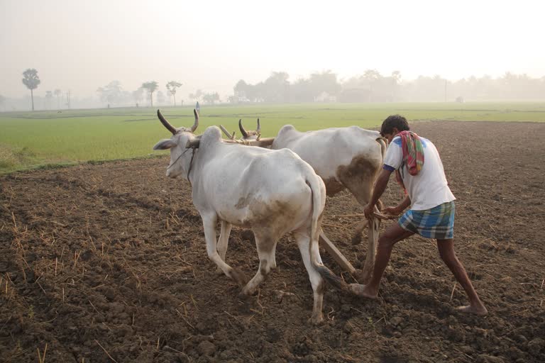 Is this how to give assurance to the farmers?