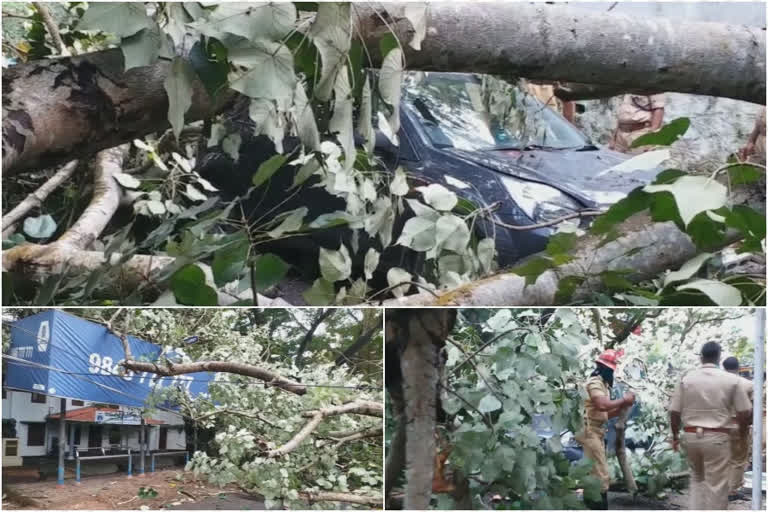 മരം കാറിന് മുകളിലേക്ക് വീണു അപകടം ഒഴിവായി  മരം കാറിന് മുകളിലേക്ക് വീണു  തിരുവനന്തപുരത്ത് മരം കാറിന് മുകളിലേക്ക് വീണു  tree fell upon car in thiruvanathapuram  tree fell upon car near bhaktivilasam quarters  tree fell upon car