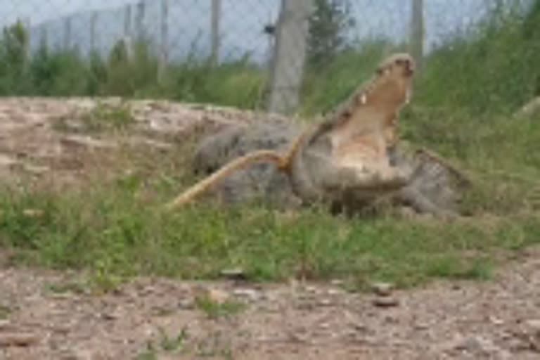 crocodile came out from water at pulichinthala project in kuntayakunta