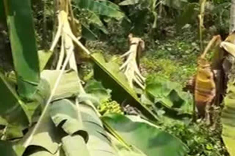 പാലക്കാട്Rupees seven crore worth of crops destroyed in a week in Palakkad  പാലക്കാട് ഒരാഴ്ചയ്ക്കിടെ ഏഴു കോടി രൂപയുടെ കൃഷി നാശം]  പാലക്കാട് കൃഷി നാശം  crops destroyed in Palakkad