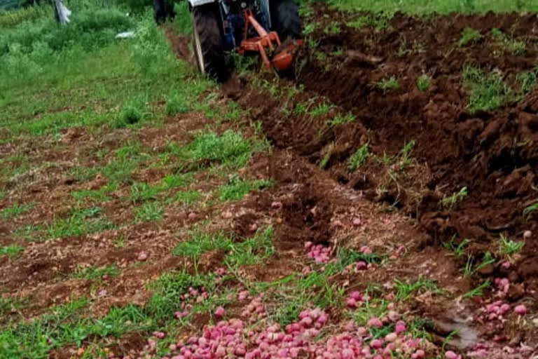 Onion crop Destroy  by tractor