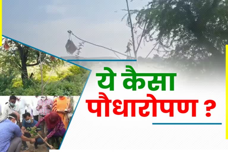 राजस्थान हिंदी न्यूज, Dungarpur Plantation Program