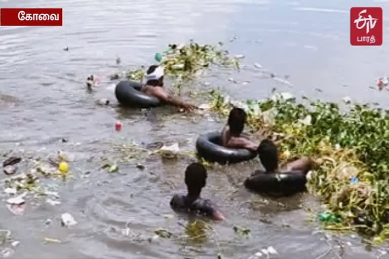 water-hyacinth