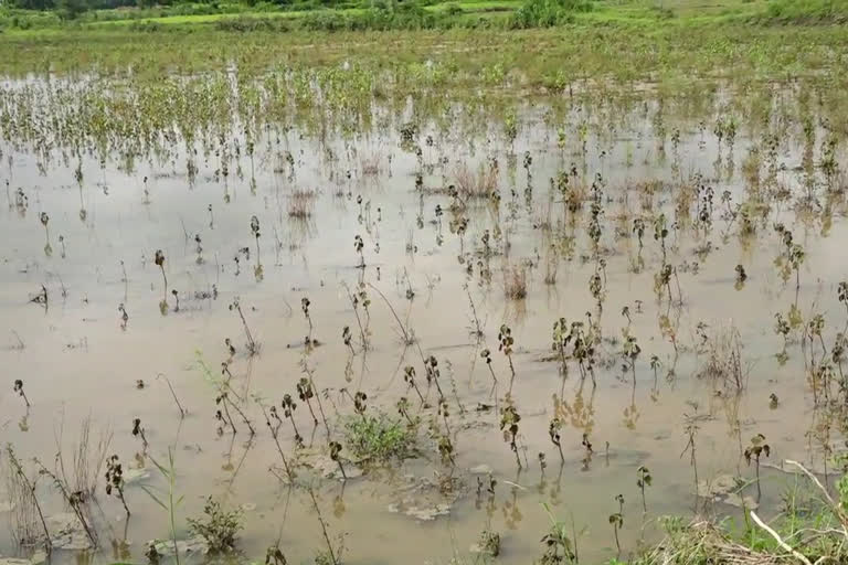 crop loss in kalburgi due to heavy rain