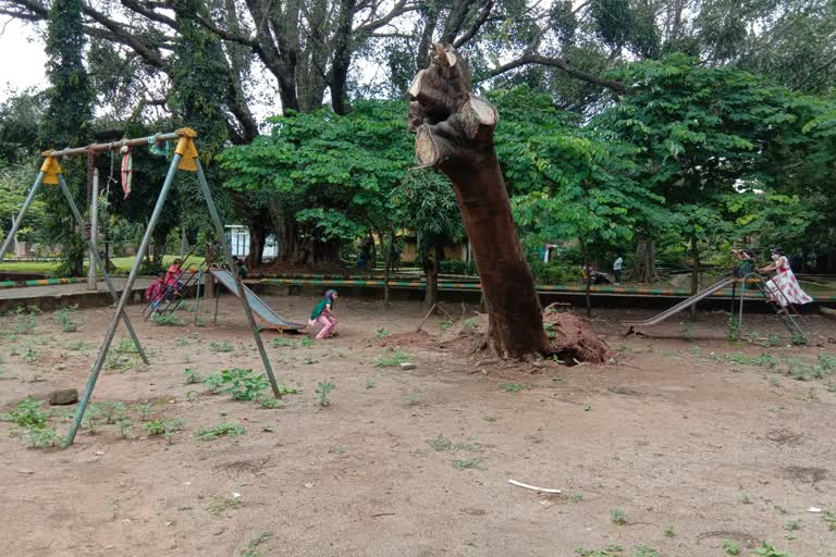 Hu-dha municipality cut down tree incompletely