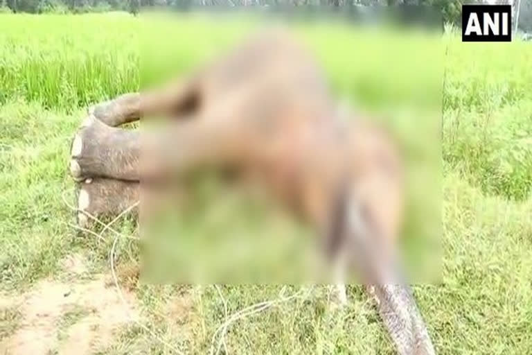 Elephant electrocuted to death in Chhattisgarh  ഛത്തീസ്‌ഗഢിൽ ആന ചരിഞ്ഞ നിലയിൽ  വൈദ്യുതാഘാതമേറ്റ് ആന ചരിഞ്ഞ നിലയിൽ  elephant death in Chattisgarh  Elephant death