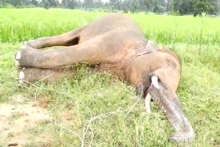 one more elephant died due to electric current in raigarh