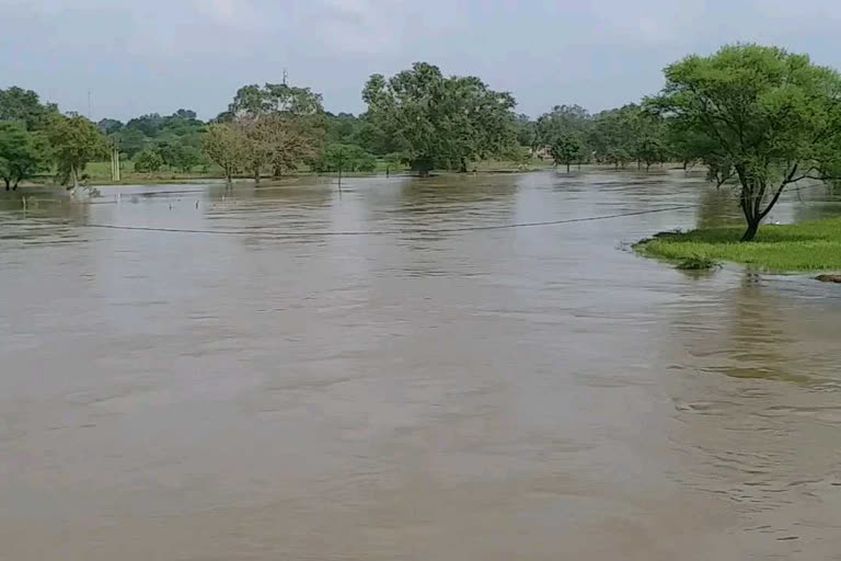 Apprehension of  Paddy crop to be ruined in janjgir champa