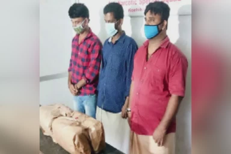 ganja seized in kozhikode  three arrested i kozhikode ganja case  ganja case in kozhikode  പത്ത് കിലോ കഞ്ചാവുമായി മൂന്ന് പേർ പിടിയിൽ  കോഴിക്കോട് പത്ത് കിലോ കഞ്ചാവ് പിടികൂടി  കോഴിക്കോട് കഞ്ചാവ്