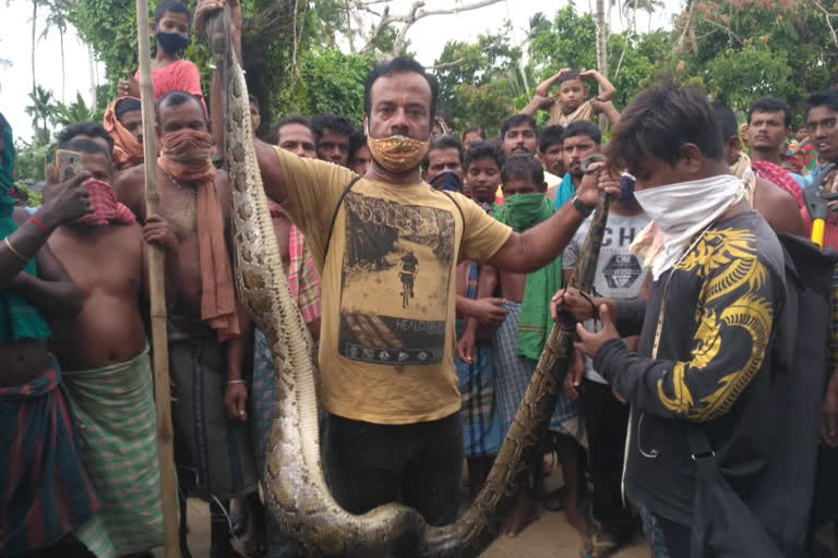 12 foot long python rescued in puri