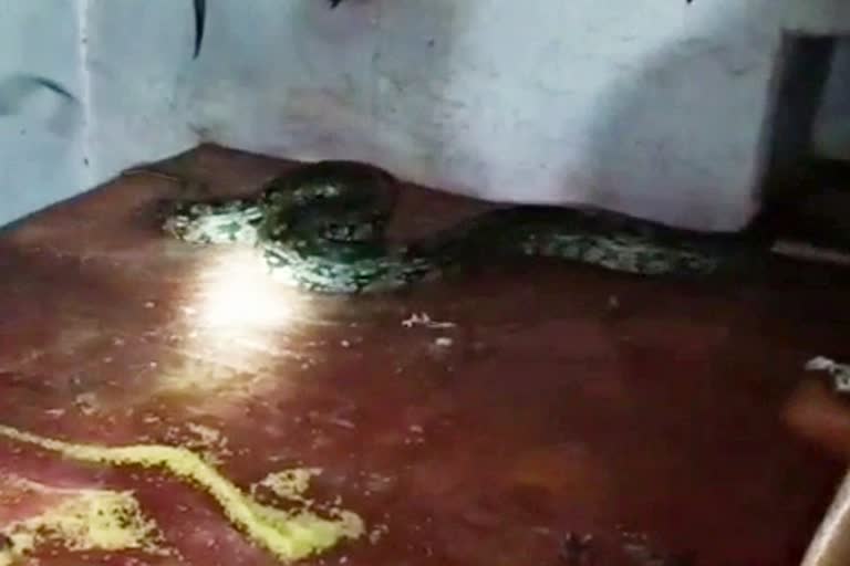 python hulchal in porandla bheemeshwara swamy temple