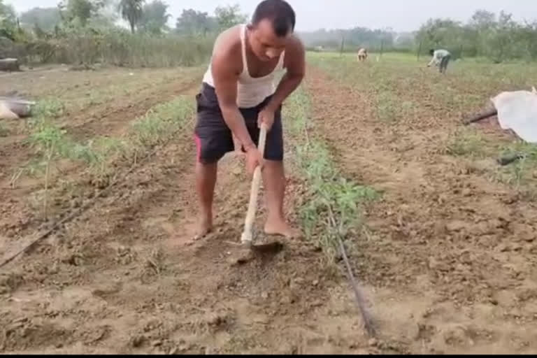 farmer did farming during corona in koderma