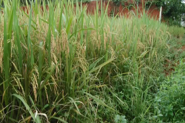 A native of Nellikuzhi, has proved his ability in farming കരനെല്‍ കൃഷിയില്‍ കഴിവ് തെളിയിച്ച് നെല്ലിക്കുഴി സ്വദേശി കരനെല്‍ കൃഷി നെല്ലിക്കുഴി'