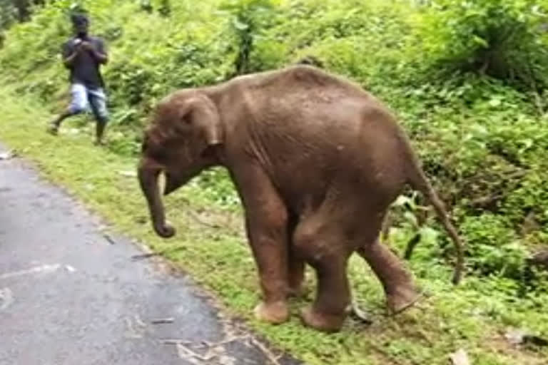 elephant calf