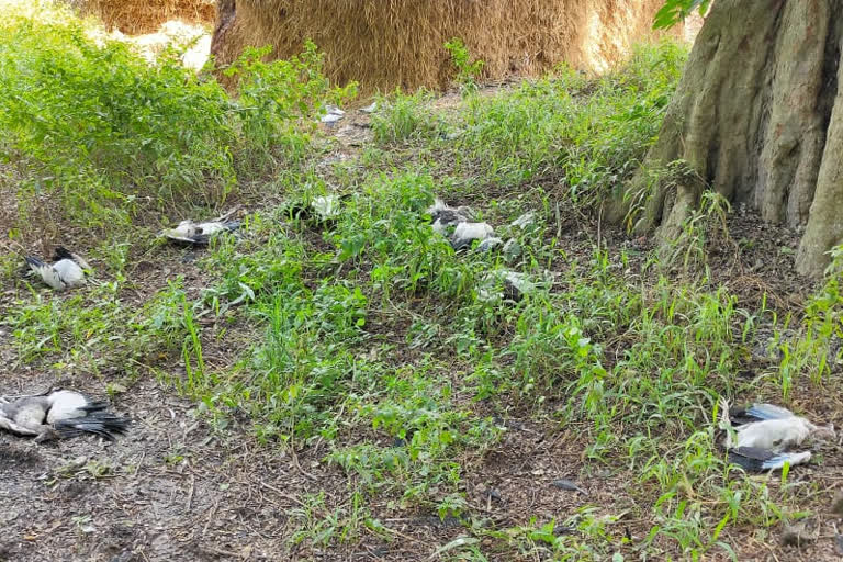 Migratory birds dying during the Challanayudu migration