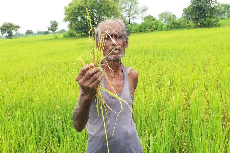 ଚାଷୀଙ୍କୁ ଘାରିଛି ଫସଲ ଚିନ୍ତା, ପତ୍ରପୋଡା ରୋଗ କବଳରେ ଧାନ