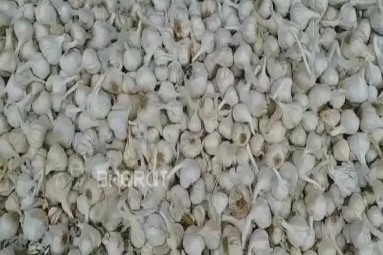 buldhana garlic theft news