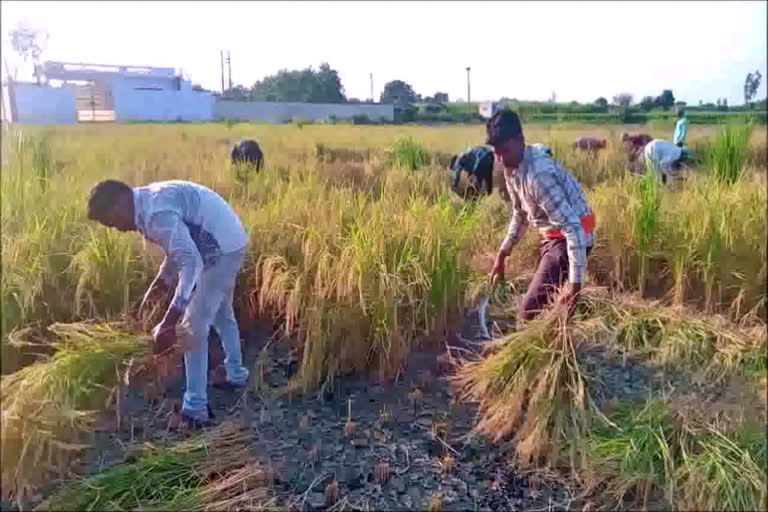 palwal farmers reaction on agriculture bills