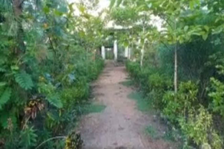 The graveyard of the village in odisha has been converted into a paradise on earth.