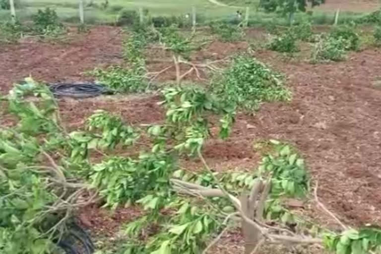 chini trees cuttings