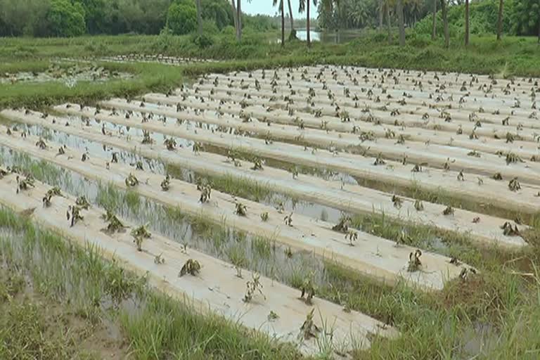 mattugulla-crops-decayed-due-to-heavy-rain-in-udupi