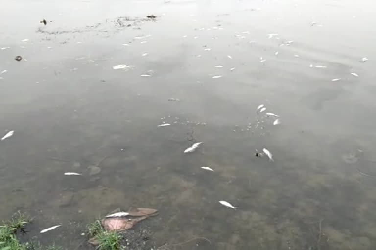 गोविंद सागर बांध में सैंकड़ों की संख्या में मिली मरी मछलियां